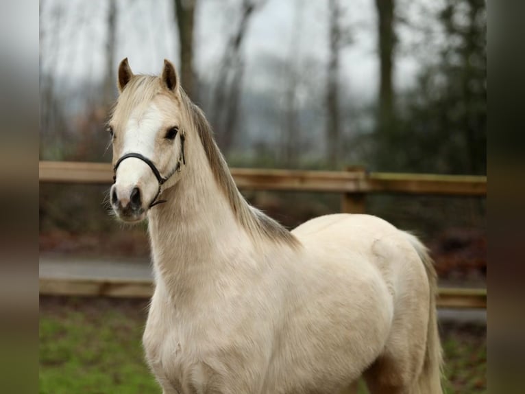 Galés B Yegua 3 años 126 cm Palomino in Aalten