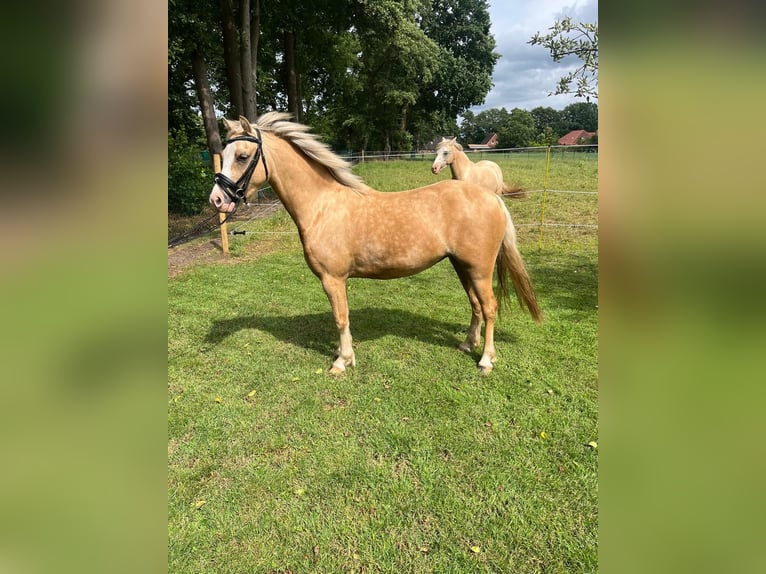 Galés B Yegua 3 años 127 cm Palomino in OstrhauderfehnOstrhauderfehn
