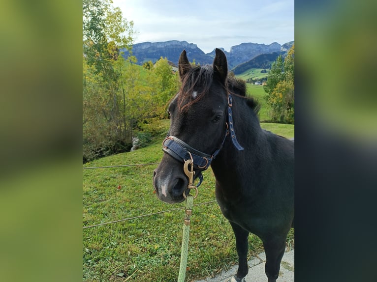 Galés B Yegua 3 años 130 cm Negro in Appenzell