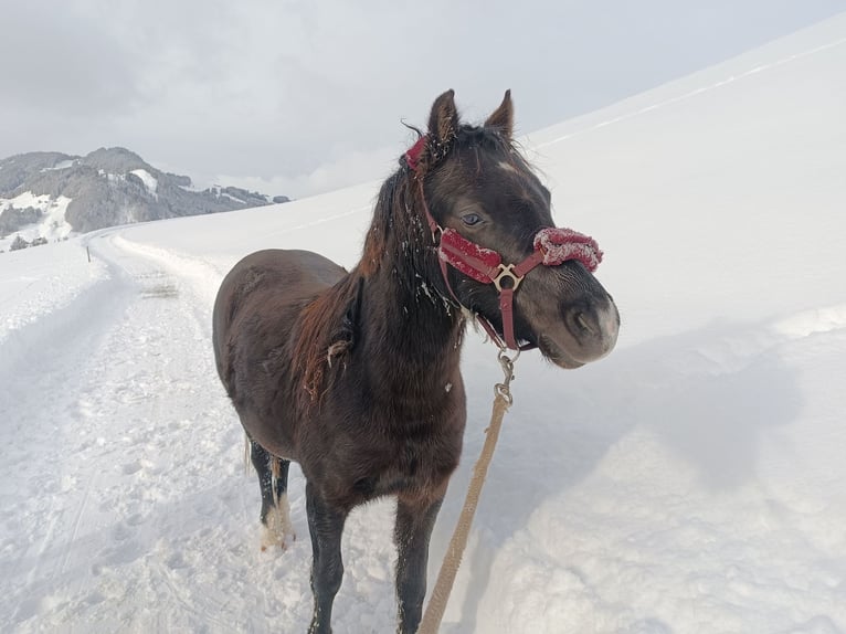 Galés B Yegua 3 años 130 cm Negro in Appenzell