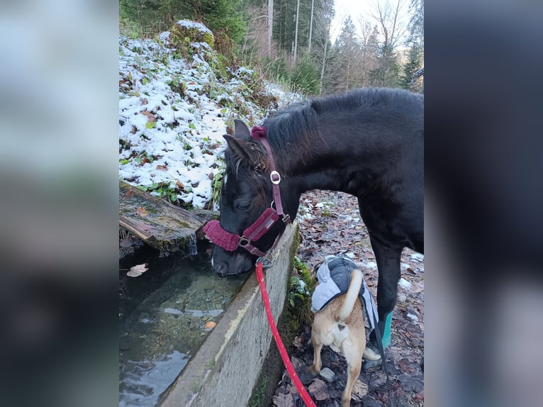 Galés B Yegua 3 años 130 cm Negro in Appenzell