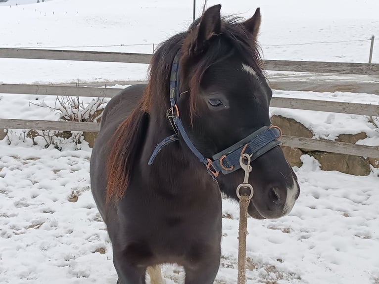 Galés B Yegua 3 años 130 cm Negro in Appenzell