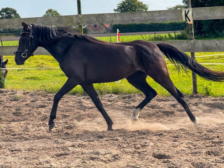 Galés B Yegua 3 años 130 cm Negro in Roosendaal