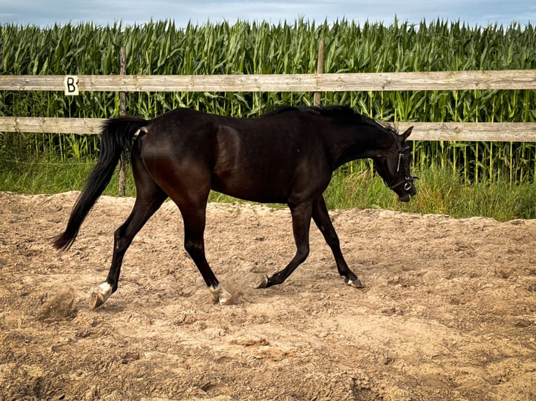 Galés B Yegua 3 años 130 cm Negro in Roosendaal