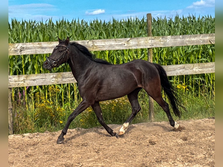 Galés B Yegua 3 años 130 cm Negro in Roosendaal