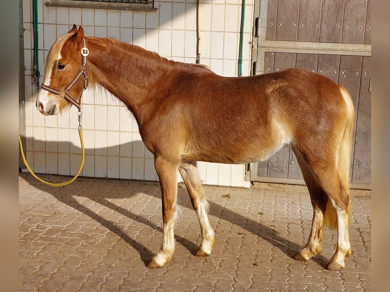 Galés B Yegua 3 años 134 cm Alazán in Landolfshausen OT Mackenrode