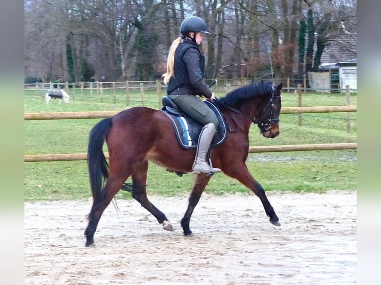 Galés B Mestizo Yegua 3 años 135 cm Castaño in Halle