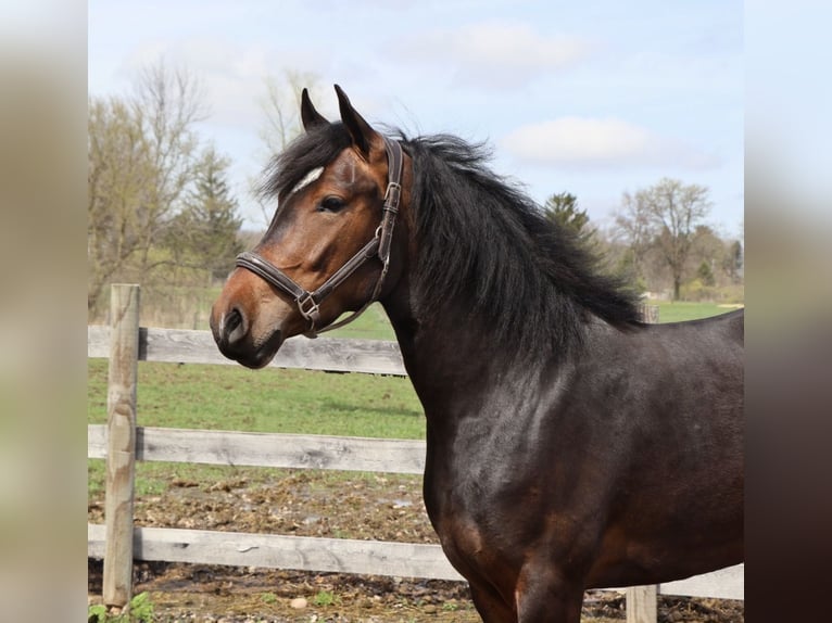 Galés B Mestizo Yegua 3 años Castaño rojizo in Howell