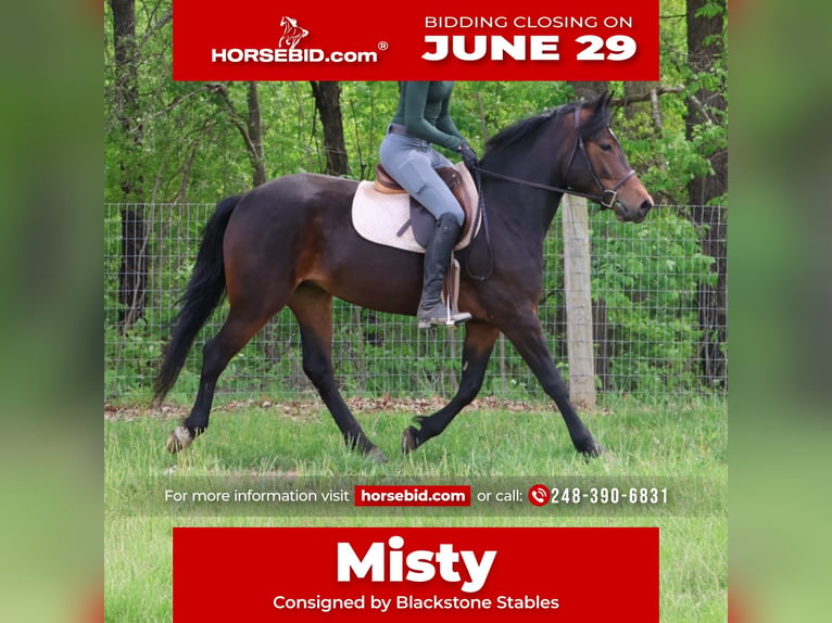 Galés B Mestizo Yegua 3 años Castaño rojizo in Howell