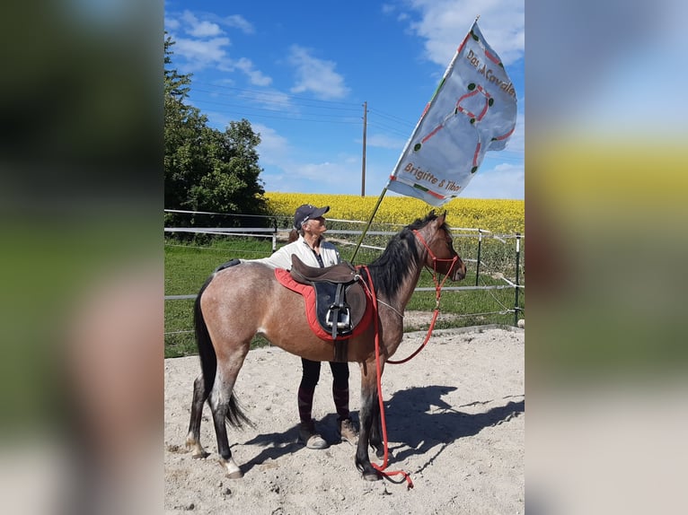 Galés B Yegua 4 años 125 cm Castaño-ruano in Probenzing