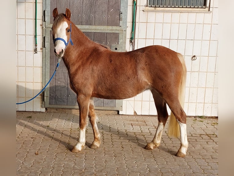 Galés B Yegua 4 años 130 cm Alazán in Landolfshausen OT Mackenrode