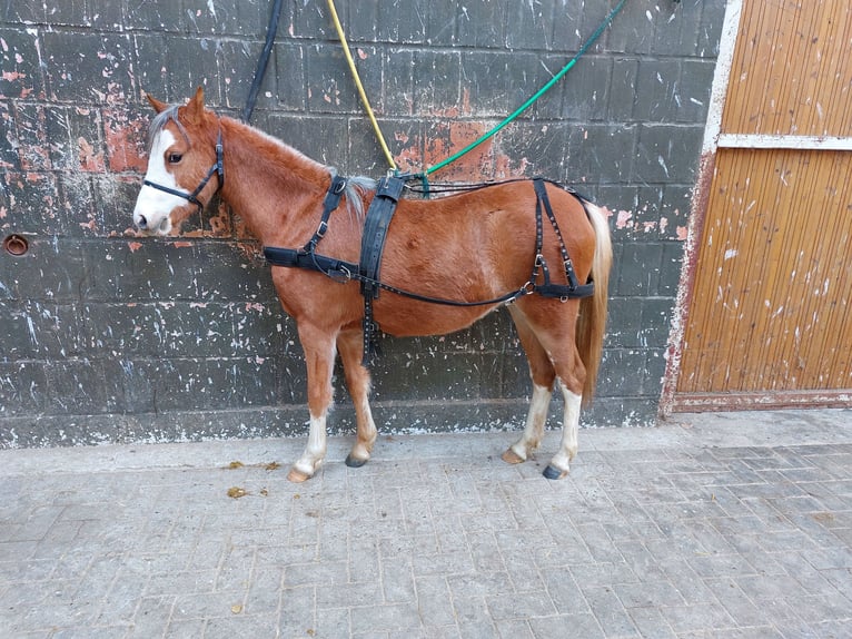 Galés B Yegua 4 años 130 cm Alazán in Landolfshausen OT Mackenrode