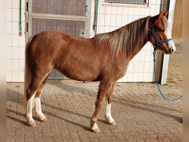 Galés B Yegua 4 años 130 cm Alazán in Landolfshausen OT Mackenrode