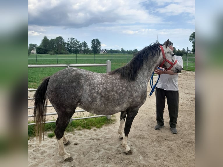 Galés B Yegua 4 años 130 cm Tordo ruano in Gręboszów