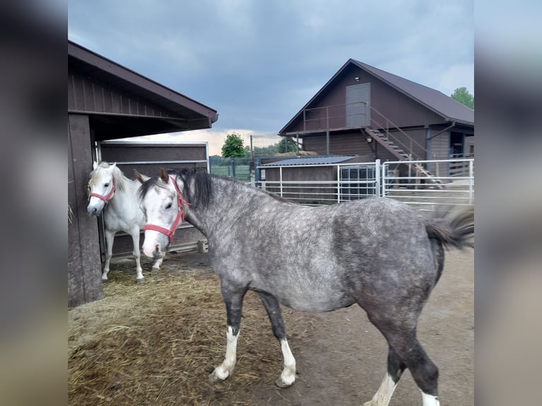 Galés B Yegua 4 años 130 cm Tordo ruano in Gręboszów