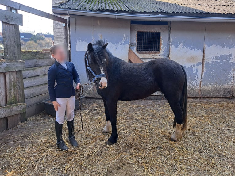 Galés B Yegua 4 años 131 cm Negro in Burgdorf