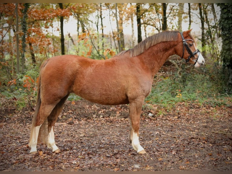 Galés B Yegua 4 años 134 cm Alazán in Aalten