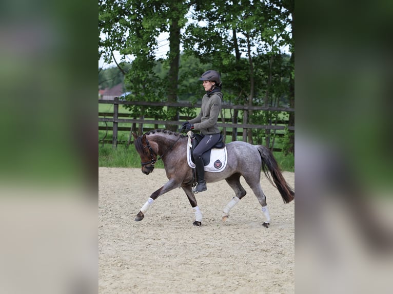 Galés B Yegua 5 años 126 cm Ruano alazán in Lünen