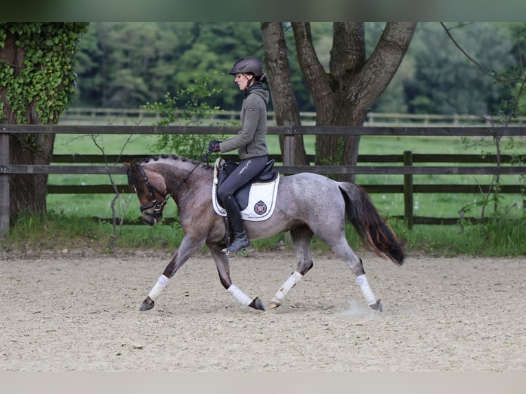 Galés B Yegua 5 años 126 cm Ruano alazán in Lünen