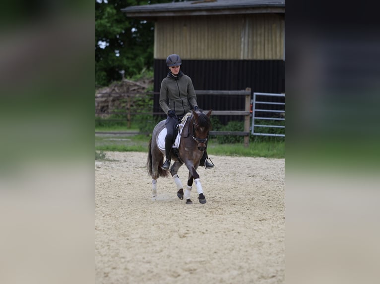 Galés B Yegua 5 años 126 cm Ruano alazán in Lünen