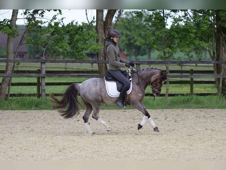 Galés B Yegua 5 años 126 cm Ruano alazán in Lünen