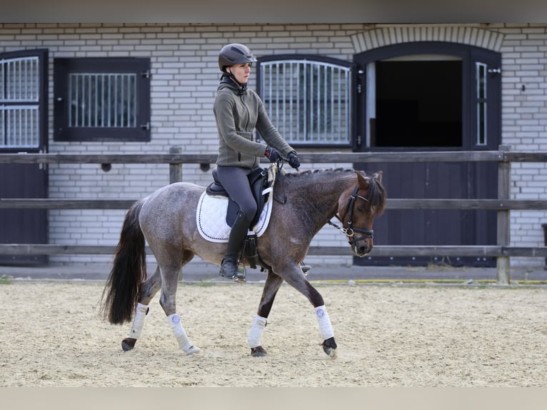 Galés B Yegua 5 años 126 cm Ruano alazán in Lünen
