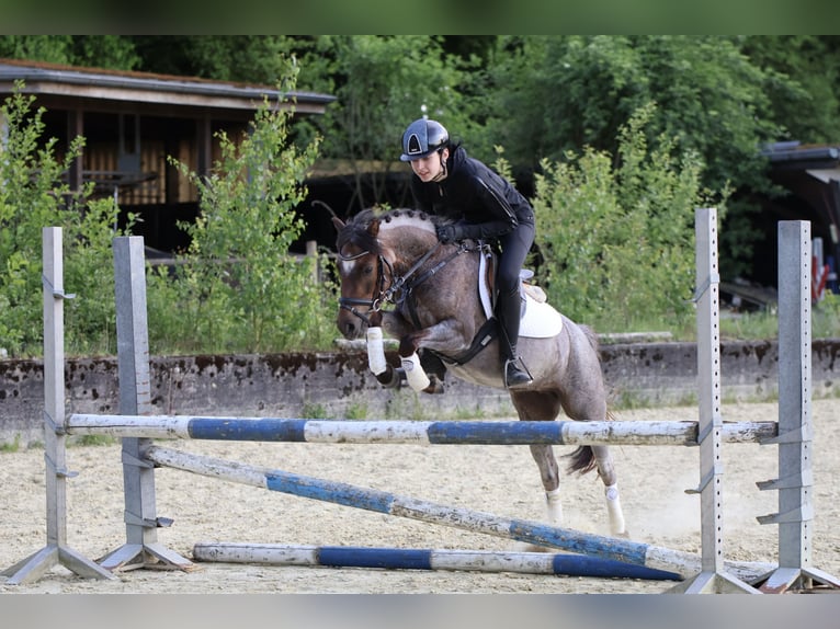 Galés B Yegua 5 años 126 cm Ruano alazán in Lünen
