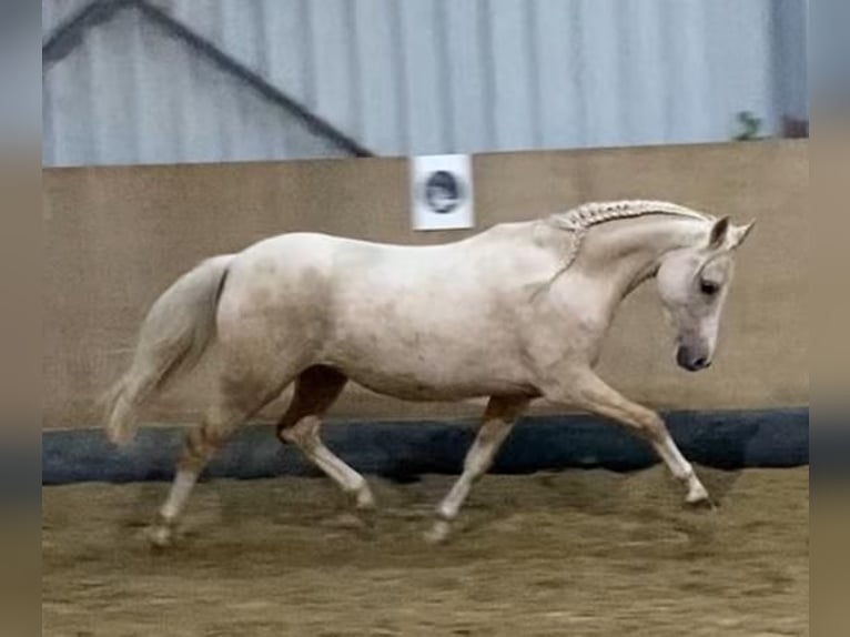 Galés B Yegua 5 años 130 cm Palomino in Castrop-Rauxel