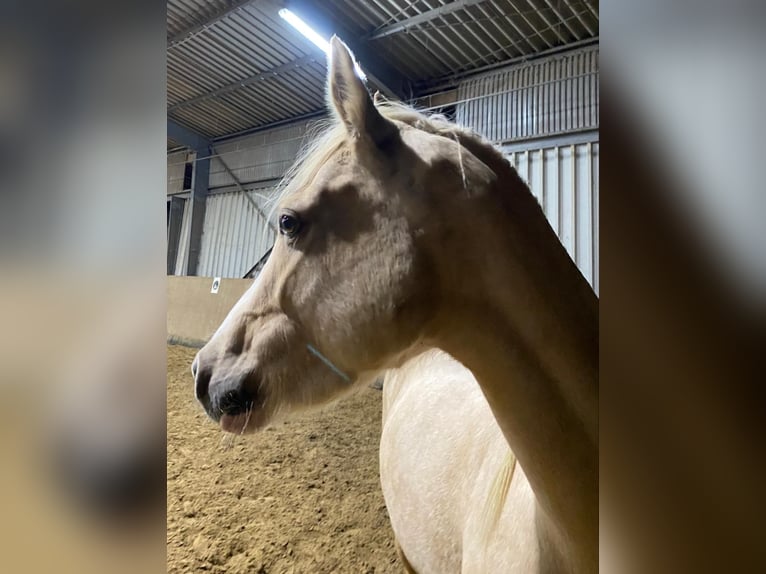 Galés B Yegua 5 años 130 cm Palomino in Castrop-Rauxel