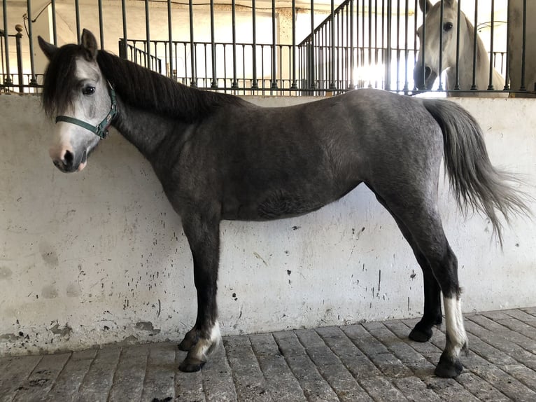 Galés B Yegua 5 años 131 cm in La Pobla de Vallbona