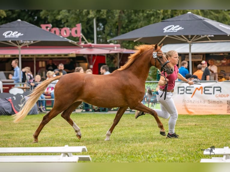 Galés B Yegua 5 años 133 cm Alazán in Rechterfeld