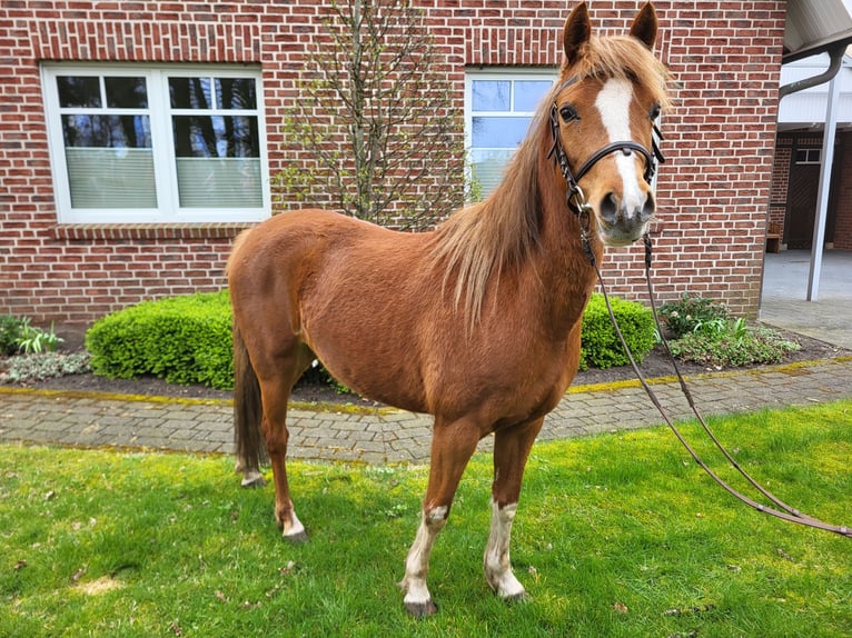 Galés B Yegua 5 años 134 cm Alazán in Emlichheim