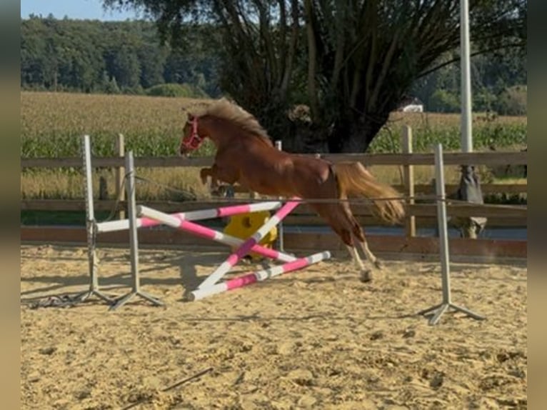 Galés B Yegua 5 años 134 cm Alazán-tostado in Büren