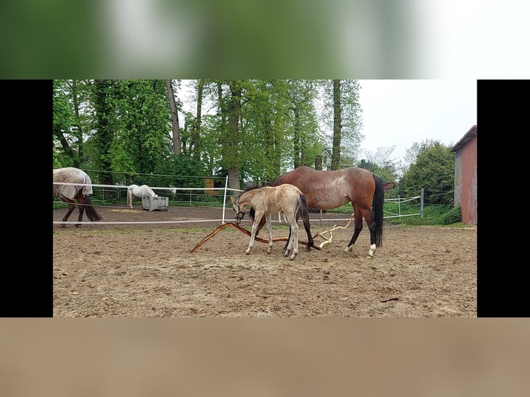 Galés B Yegua 5 años 135 cm Sabino in Geestland