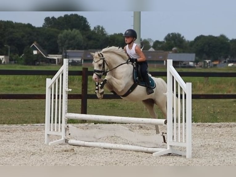 Galés B Yegua 6 años 126 cm Palomino in IJsselmuiden