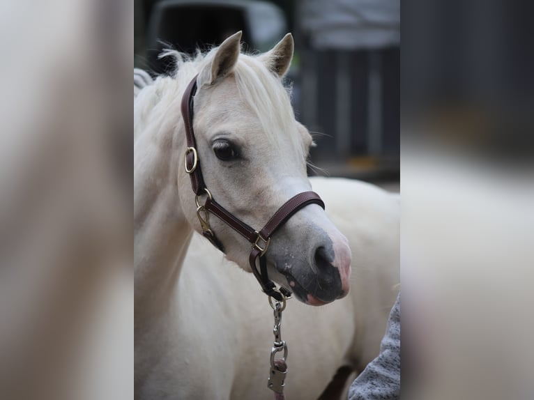 Galés B Yegua 6 años 126 cm Palomino in IJsselmuiden