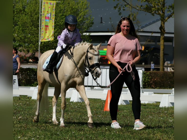 Galés B Yegua 6 años 126 cm Palomino in IJsselmuiden