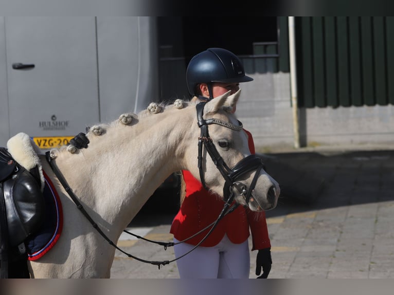 Galés B Yegua 6 años 126 cm Palomino in IJsselmuiden