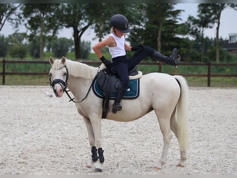 Galés B Yegua 6 años 126 cm Palomino in IJsselmuiden