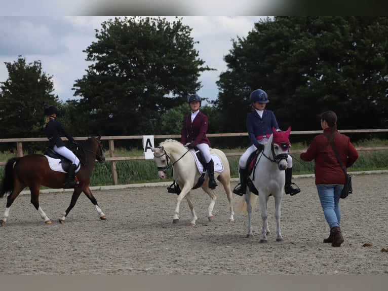 Galés B Yegua 6 años 126 cm Palomino in IJsselmuiden