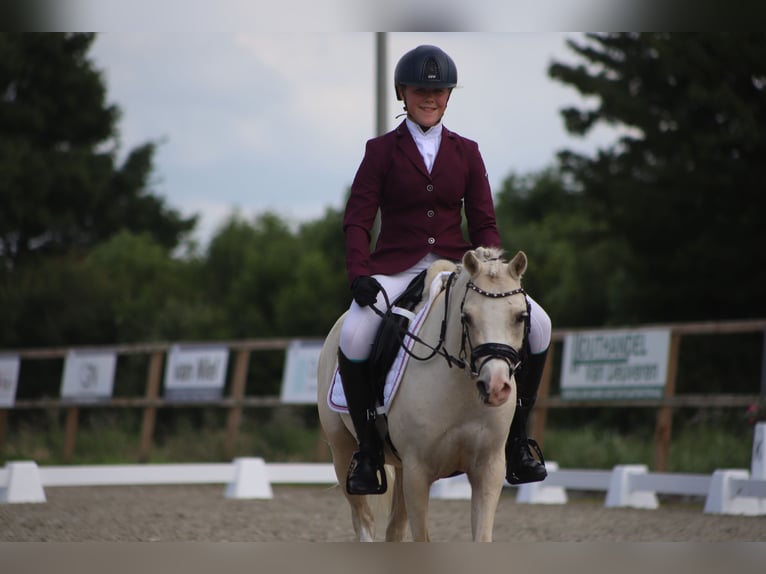 Galés B Yegua 6 años 126 cm Palomino in IJsselmuiden