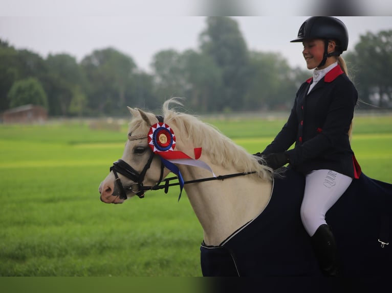 Galés B Yegua 6 años 126 cm Palomino in IJsselmuiden