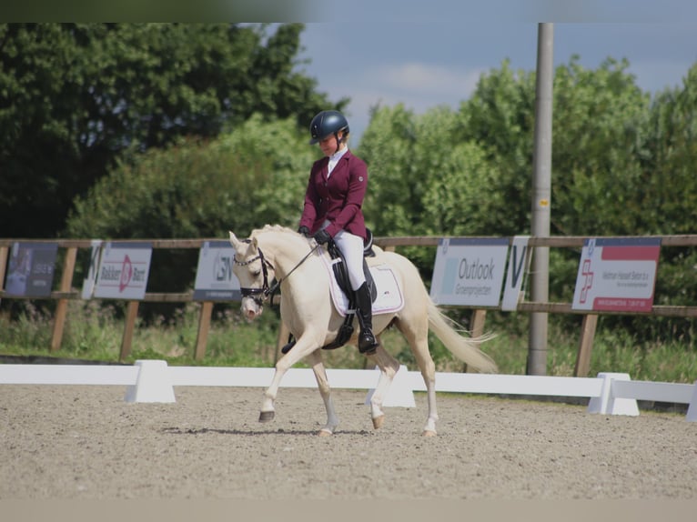 Galés B Yegua 6 años 126 cm Palomino in IJsselmuiden