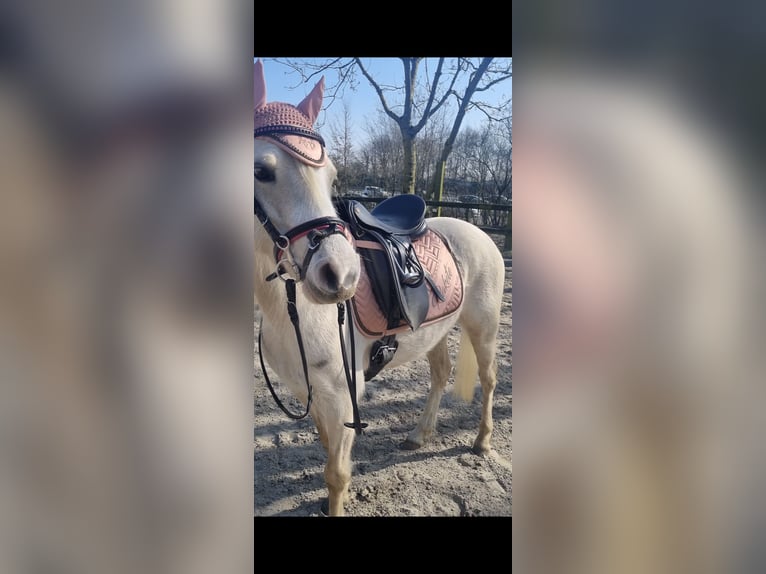 Galés B Yegua 6 años 130 cm Palomino in Essen