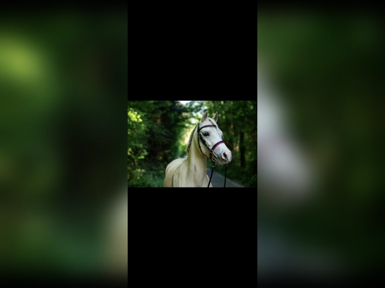 Galés B Yegua 6 años 130 cm Palomino in Essen