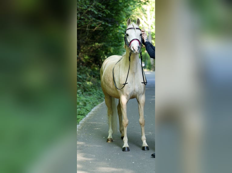 Galés B Yegua 6 años 130 cm Palomino in Essen