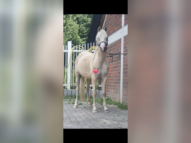 Galés B Yegua 6 años 130 cm Palomino in Essen