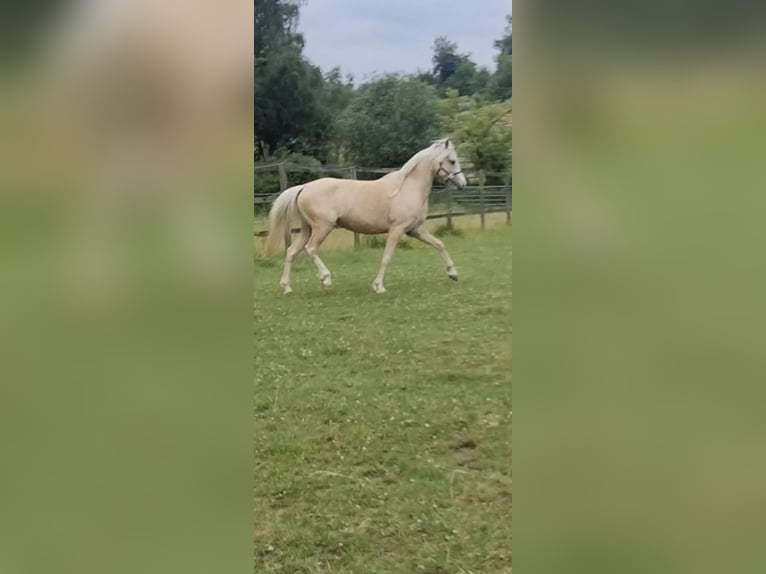 Galés B Yegua 6 años 130 cm Palomino in Essen