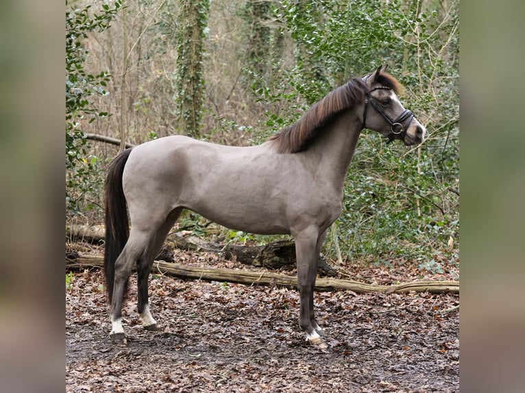 Galés B Yegua 6 años 131 cm Buckskin/Bayo in Heemskerk