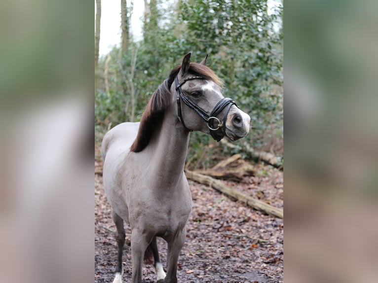 Galés B Yegua 6 años 131 cm Buckskin/Bayo in Heemskerk